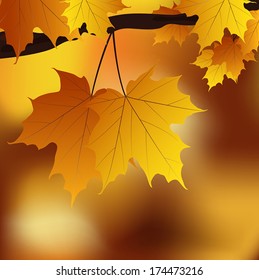 Maple Leaf in autumn background vector.