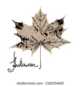 Maple leaf. Autumn dry foliage with dark spots