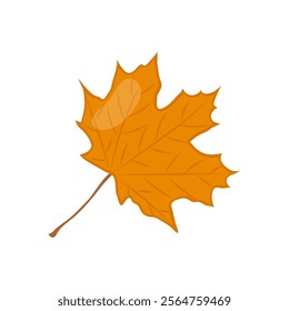 Maple Leaf , Autumn Isolated Vector Illustration