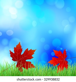 Maple Leaf. Autumn leaves on green grass.
