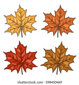 Maple leaf. Autumn leaves. Set maple leaf. 