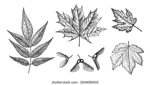 Maple leaf. Autumn leaves in a sketch style. Vector illustration isolated on white background. Vintage hand drawn drawing style. Plant or herb. Acer platanoides or macrophyllum.