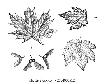 Maple leaf. Autumn leaves in a sketch style. Vector illustration isolated on white background. Vintage hand drawn drawing style. Plant or herb. Acer platanoides or macrophyllum.