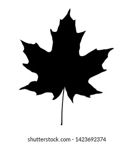 Maple leaf black silhouette isolated on white background. Vector