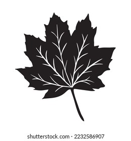 Maple leaf black vector icon silhouette isolated on white background. Pictogram of flora botanical leaf can be found at fall season drawing with simple flat shapes.
