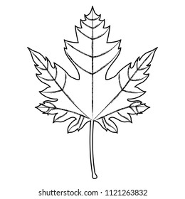 maple leaf canadian symbol
