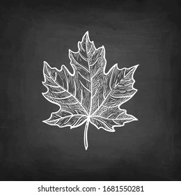 Maple leaf. Chalk sketch on blackboard background. Hand drawn vector illustration. Retro style.