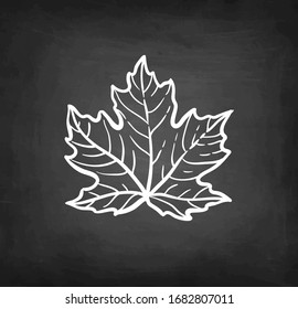 Maple leaf. Chalk sketch on blackboard background. Hand drawn vector illustration. Retro style.