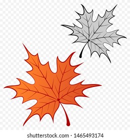 Maple Leaf color and black and white Illustration - Vector