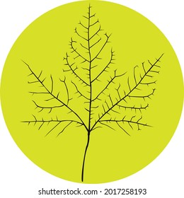 Maple leaf in color isolated on background. Autumn background with leaves. Vector design illustration.