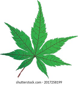 Maple leaf in color isolated on background. Autumn background with leaves. Vector design illustration.
