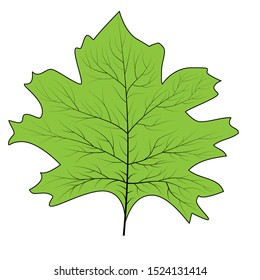 Maple leaf for concept design. September fall. Decoration element. Autumn background. Canada symbol maple leaf