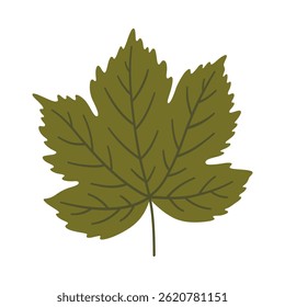 Maple leaf in dark green color. One element isolated on white. Spring or summer background, vector illustration
