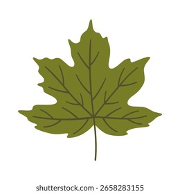 Hoja de arce en color verde oscuro. Un elemento aislado en blanco. Fondo de primavera o verano, Ilustración vectorial