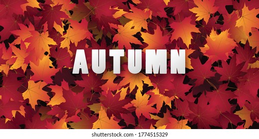 Maple leaf design for autumn Can be isolated from a transparent background