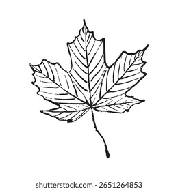 Design de folha de bordo em textura de traçado de pincel preto isolado em branco. Ilustração de esboço de vetor desenhado à mão em tinta de carvão vegetal. Folhas de outono, outono outono outono, arte botânica, olá outono
