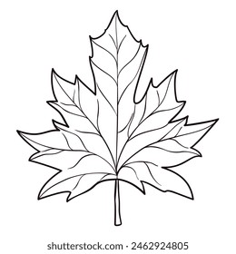 Maple leaf detail with petiole, veins and midribs. Design in outlines for coloring.