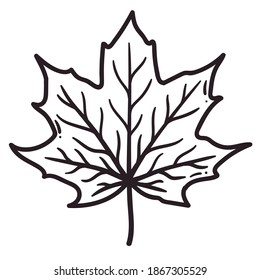 Maple Leaf Drawing: Easy, Simple and Step by Step