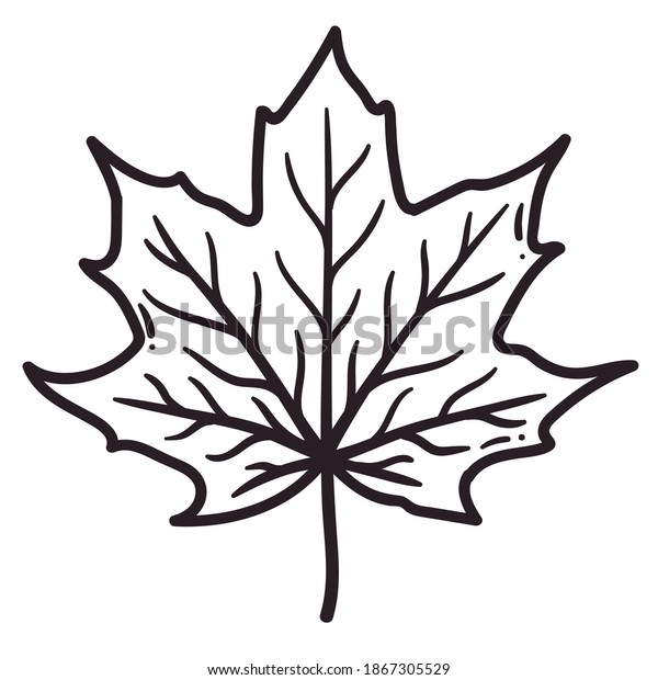 9,050 Maple Leaf Line Drawing Images, Stock Photos & Vectors 