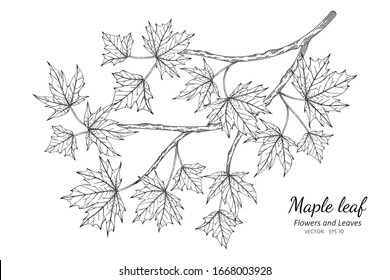 Maple leaf drawing illustration with line art on white backgrounds.
