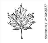 Maple leaf drawing. Vintage maple leaf sketch