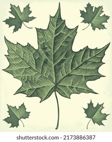 Maple Leaf. Editable hand drawn illustration. Vector vintage engraving. 8 EPS