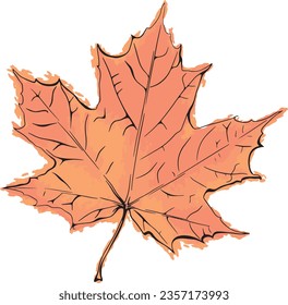 Maple leaf in the fall