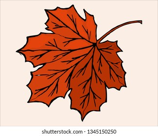 maple leaf, fallen autumn vector