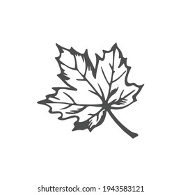 Maple Leaf Flat Icon On White Background