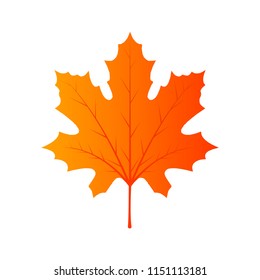 Maple leaf foliage Canada. Colorful vector beautigul element isolated banner. 'Red fall decoration september flora. Garden background icon closeup. Environment golden sign summer. Orange flat season.