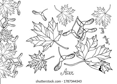 Maple leaf frame. Set. Maple tree fruit, seeds and leaves. Autumn. Nature. Hand drawn line art vector illustration