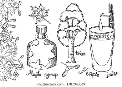 1,226 Maple syrup tree Stock Illustrations, Images & Vectors | Shutterstock