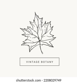 Maple Leaf hand draw vintage engraving clip art isolated on white background.