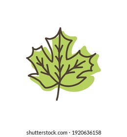 Maple leaf. Hand drawn green leaf doodle vector icon isolated on white background