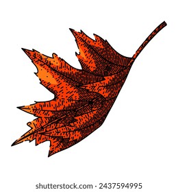 maple leaf hand drawn. red, fall foliage maple leaf vector sketch. isolated color illustration