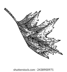 maple leaf hand drawn. red, fall foliage maple leaf vector sketch. isolated black illustration