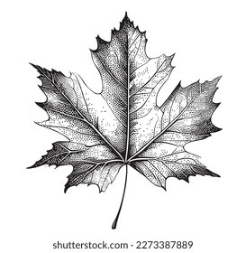 Maple leaf hand drawn sketch illustration in doodle style