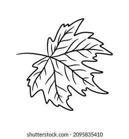 Maple leaf. Hand drawn vector illustration in line art style, isolated on a white background.