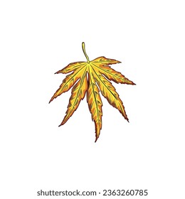 Maple leaf hand drawn