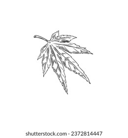 Maple leaf hand drawn
