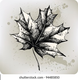 Maple leaf, hand-drawing. Vector illustration.