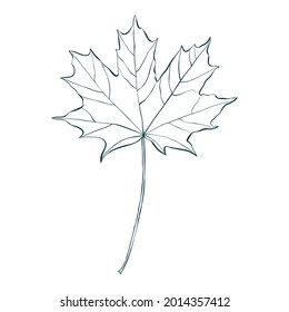 A maple leaf hand-drawn contour isolated on a white background. Simple cartoon flat style vector illustration.