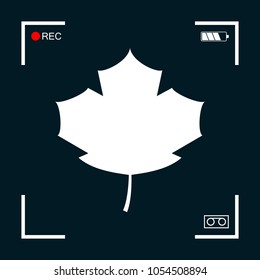 Maple leaf icon