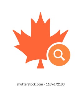 Maple leaf icon, Nature leaves icon with research sign. Maple leaf icon and explore, find, inspect symbol. Vector