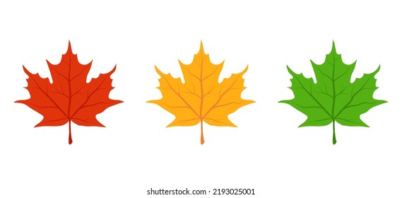 Maple leaf icon set. Red, yellow, green autumn leaves. Simple cartoon flat style. Vector illustration