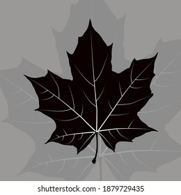 Maple leaf icon and vector graphics