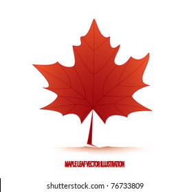 maple leaf illustration