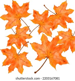 Maple leaf illustration, autumn theme