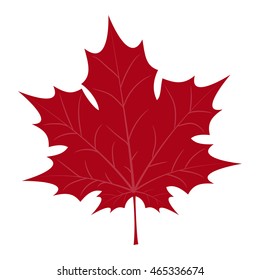 maple leaf illustration on white background