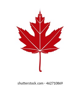 Maple leaf illustration vector